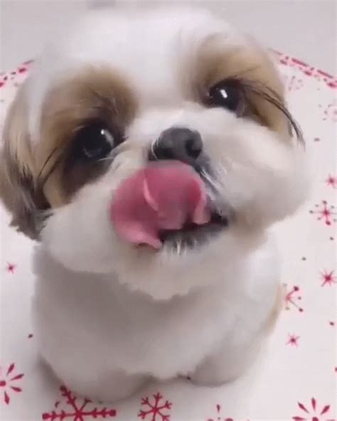 shih tzu gif|Funny Shih Tzu GIFs